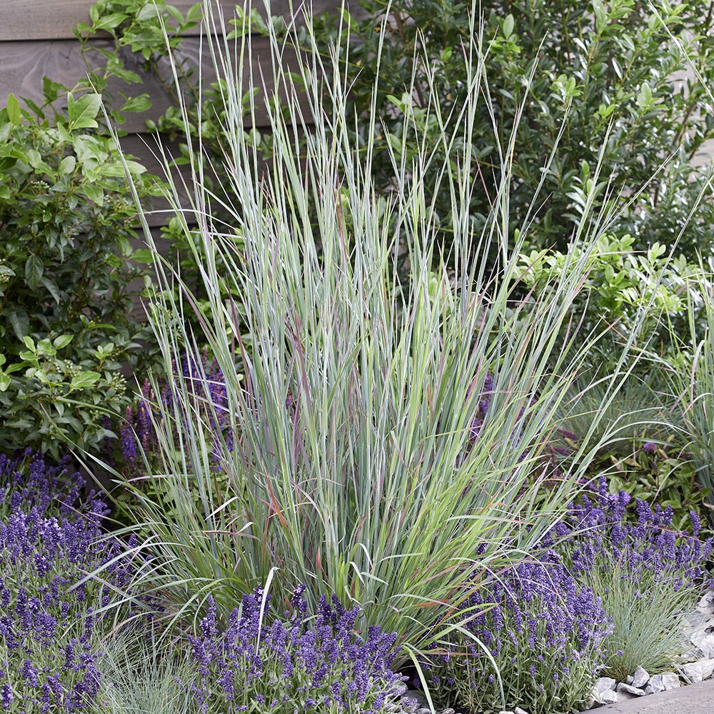 Schizachyrium scoparium Standing Ovation | Little Bluestem