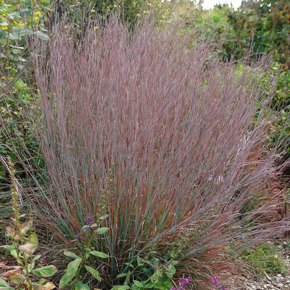 Schizachyrium scoparium Standing Ovation | Little Bluestem