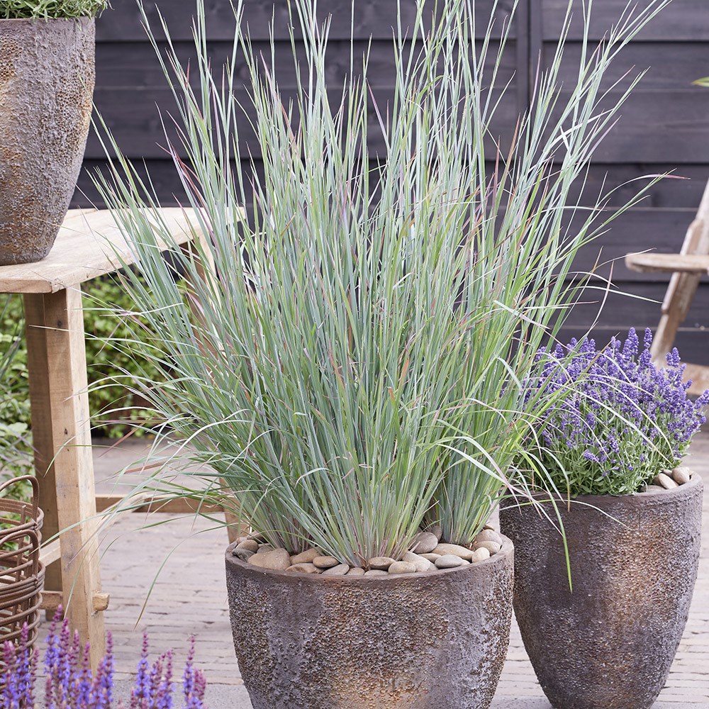 Schizachyrium scoparium Standing Ovation | Little Bluestem