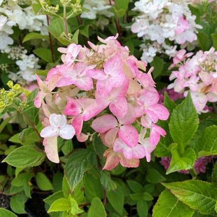 Hydrangea Paniculata Fire Light | Hydrangea
