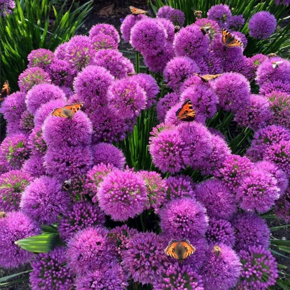 Allium Millennium | Allium