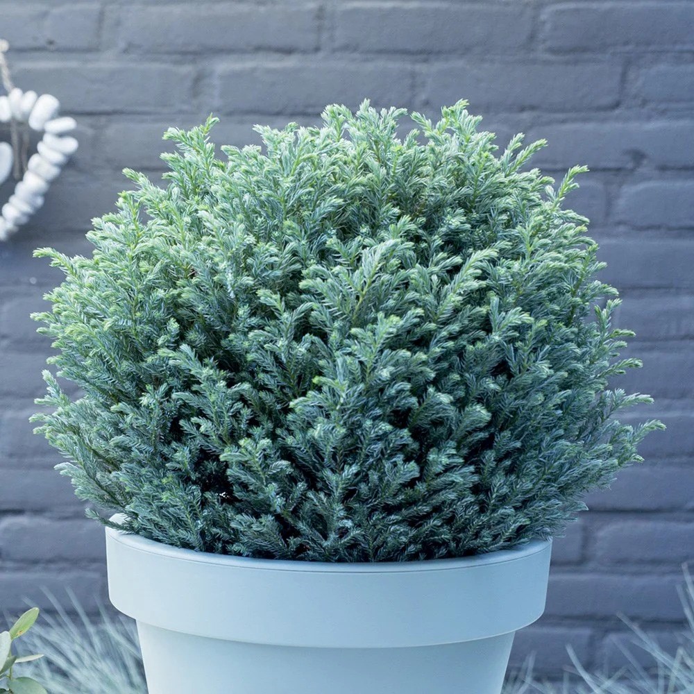 Chamaecyparis Pisifera Blue Moon | Sawara Cypress