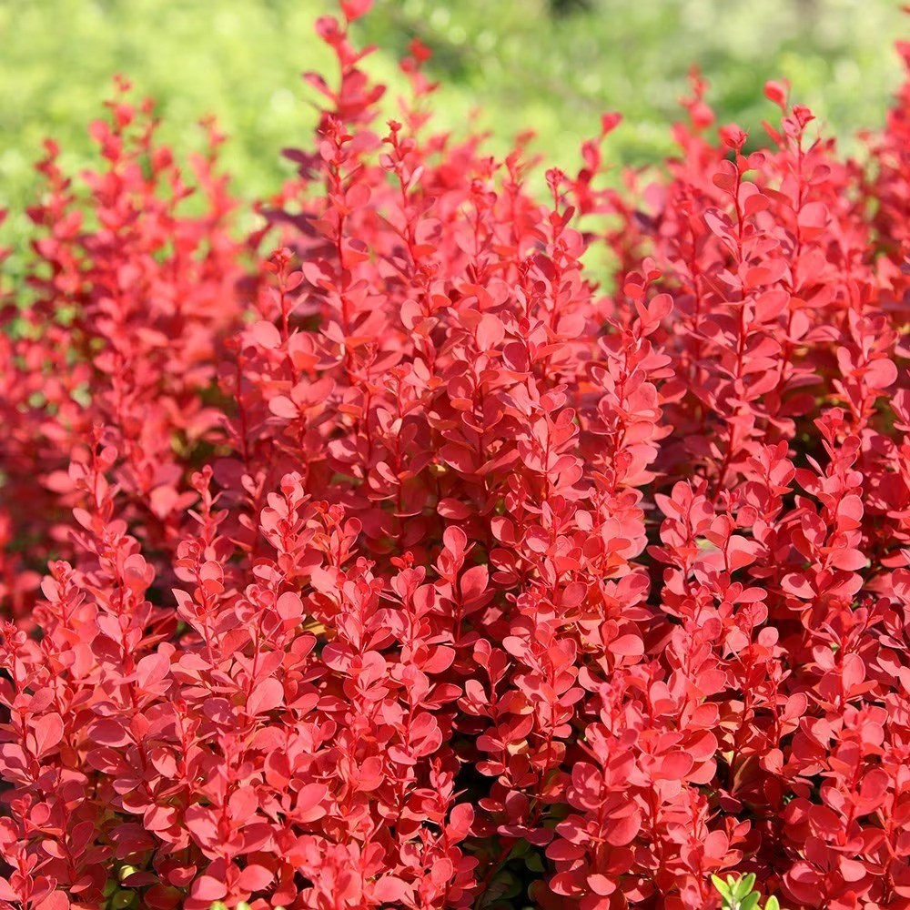 Berberis Thunbergii Orange Rocket | Barberry