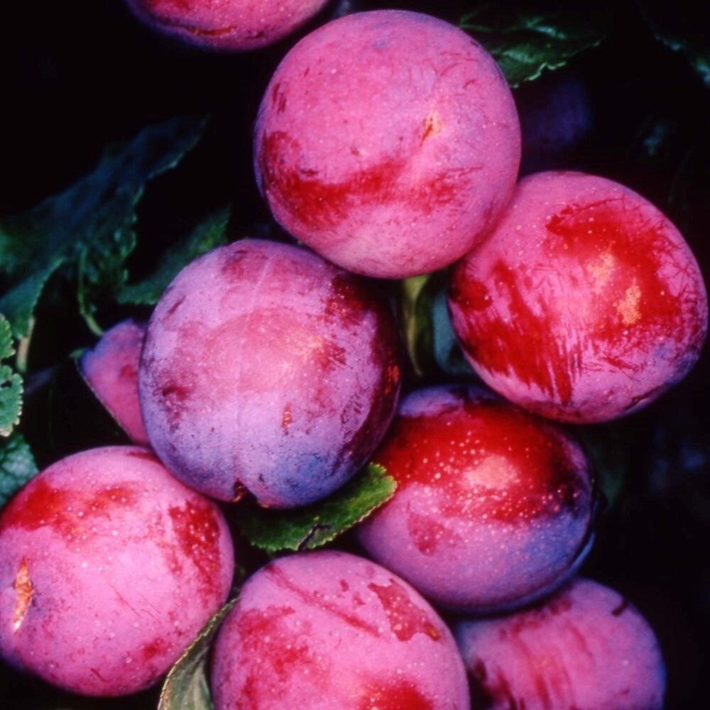 Plum Opal