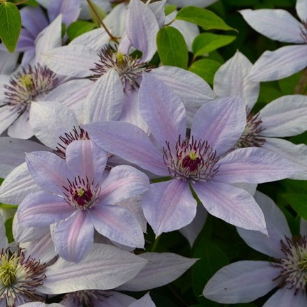 Clematis Bernadine (Evipo 061) (PBR) (Boulevard Series) | Clematis |