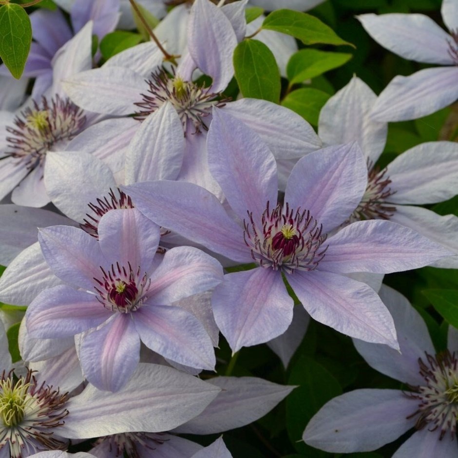 Clematis Bernadine (Evipo 061) (PBR) (Boulevard Series) | Clematis | 3L Pot
