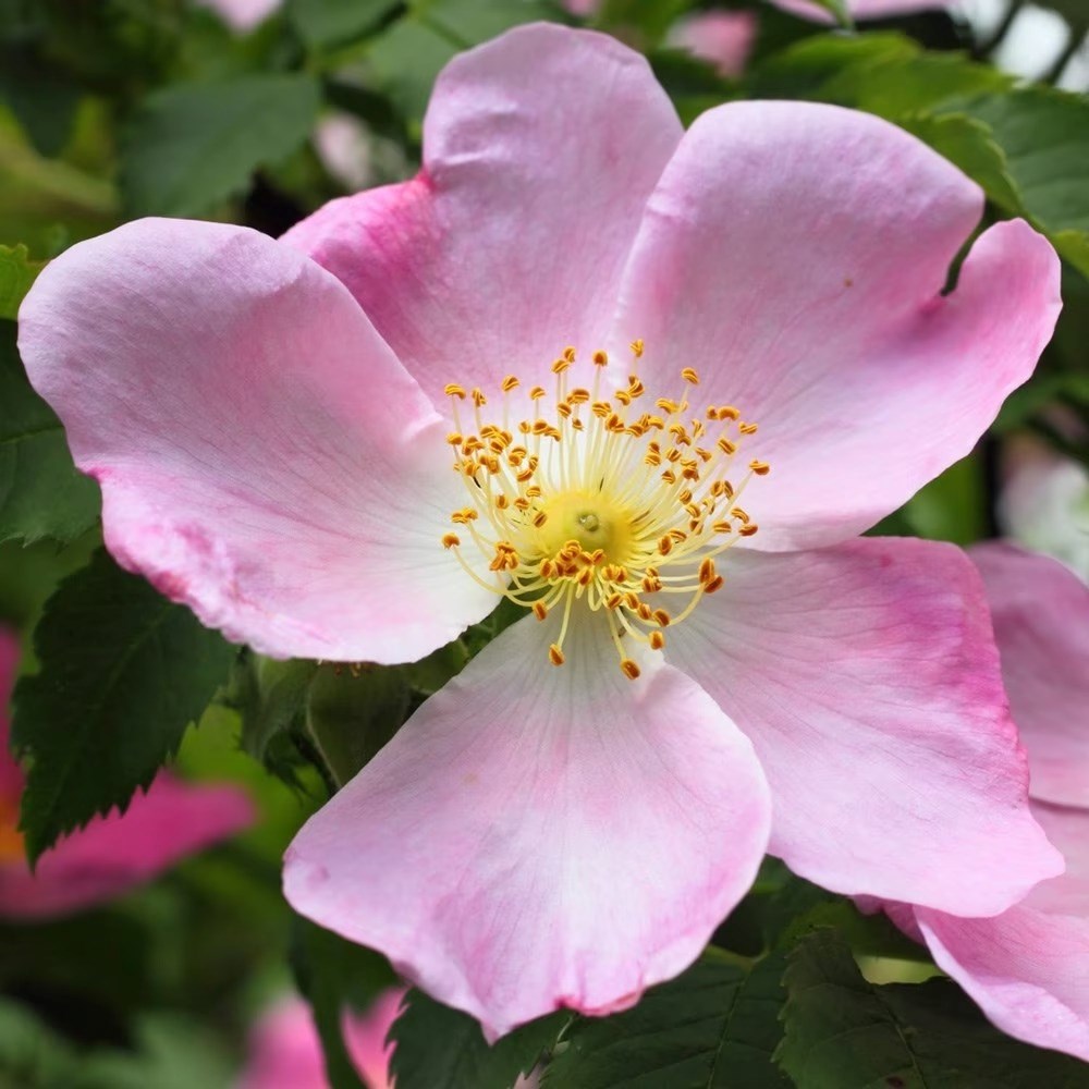 Rosa Canina | Dog Rose Hedging