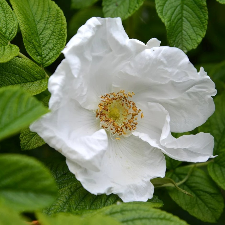 Rosa Rugosa Alba | White Japanese Rose Hedging