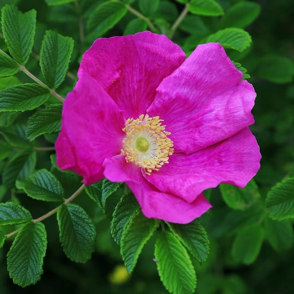 Rosa Rugosa Rubra | Japanese Rose Hedging