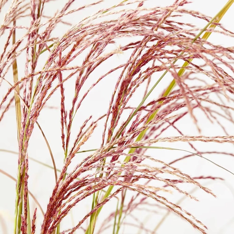 Miscanthus Sinensis Red Cloud | Chinese Silver Grass