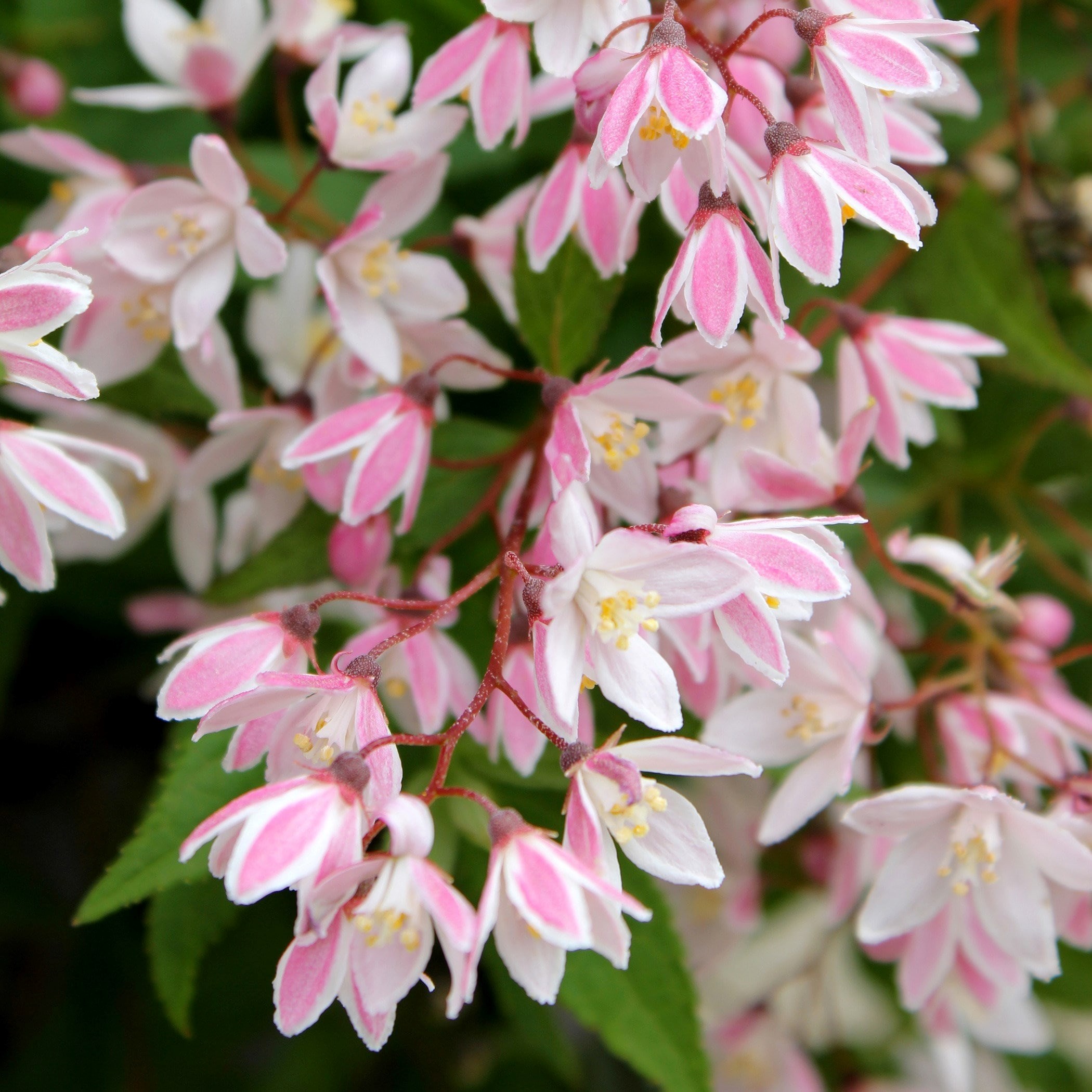 Deutzia × Rosea Yuki Cherry Blossom