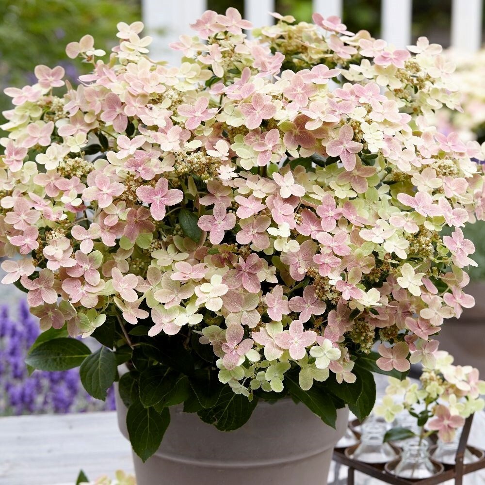 Hydrangea paniculata Polestar | Hdrangea Switch Ophelia
