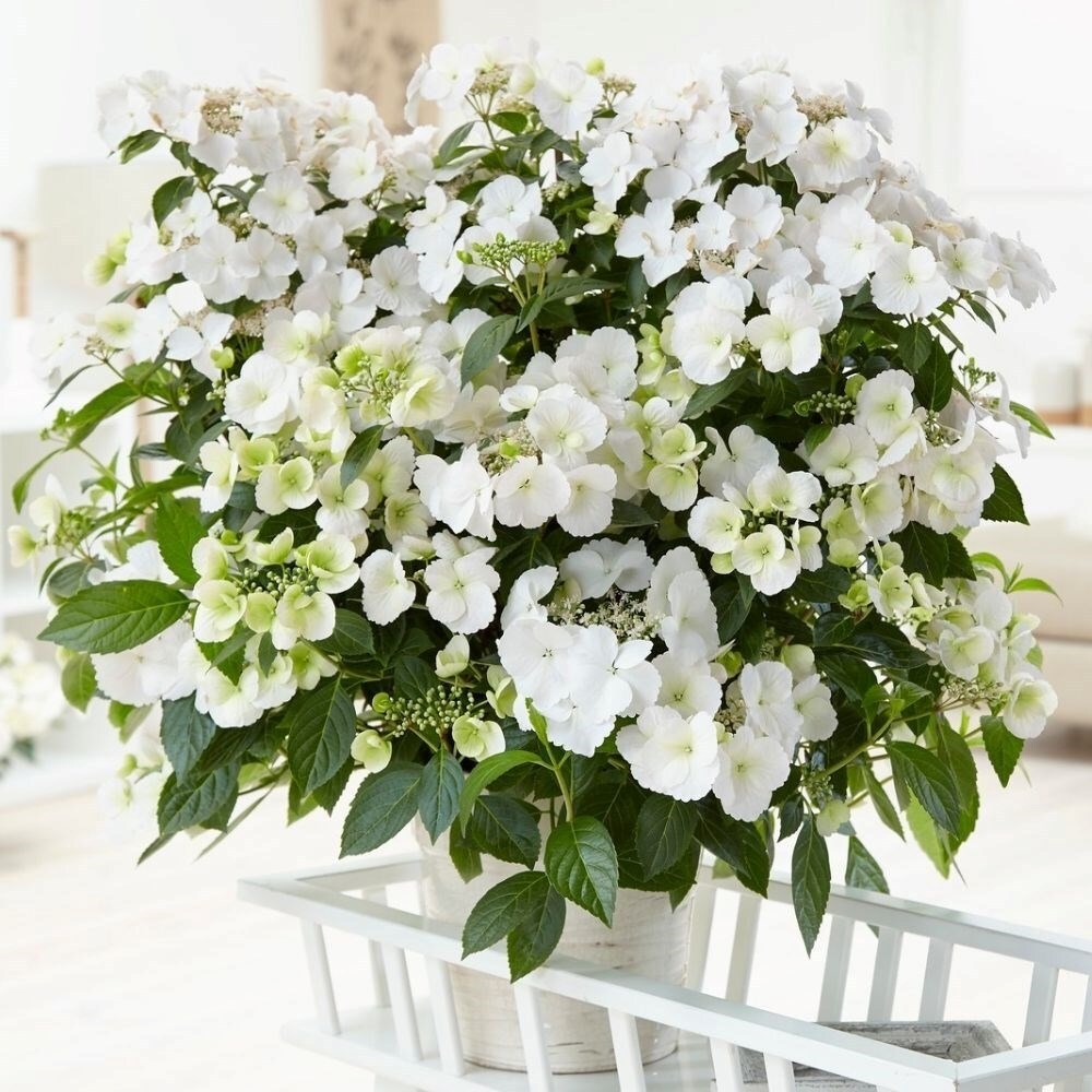 Hydrangea Runaway Bride Snow White | Garland Hydrangea