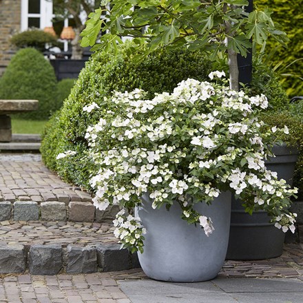 Hydrangea Runaway Bride Snow White | Garland Hydrangea