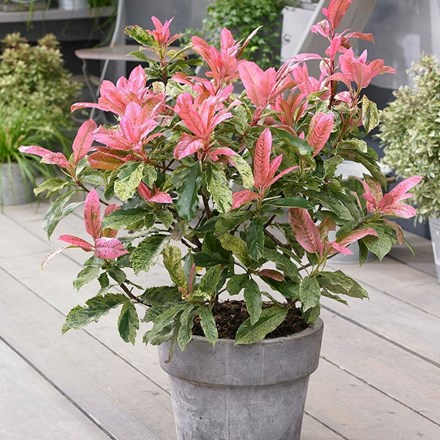 Photinia serratifolia 'Pink Crispy' ('Oploo5') (PBR) | Photinia |