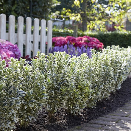 Euonymus japonicus White Spire | Japanese Euonymus