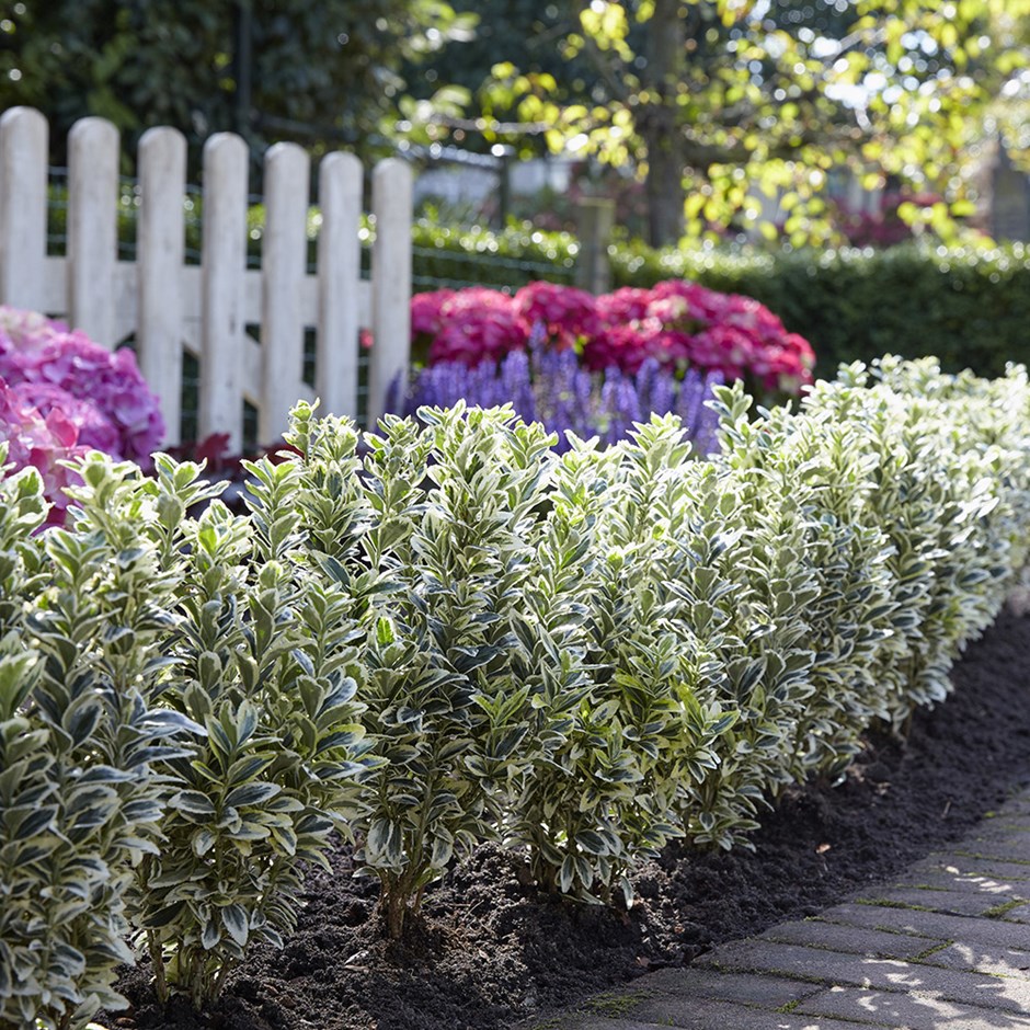 Euonymus japonicus White Spire | Japanese Euonymus 