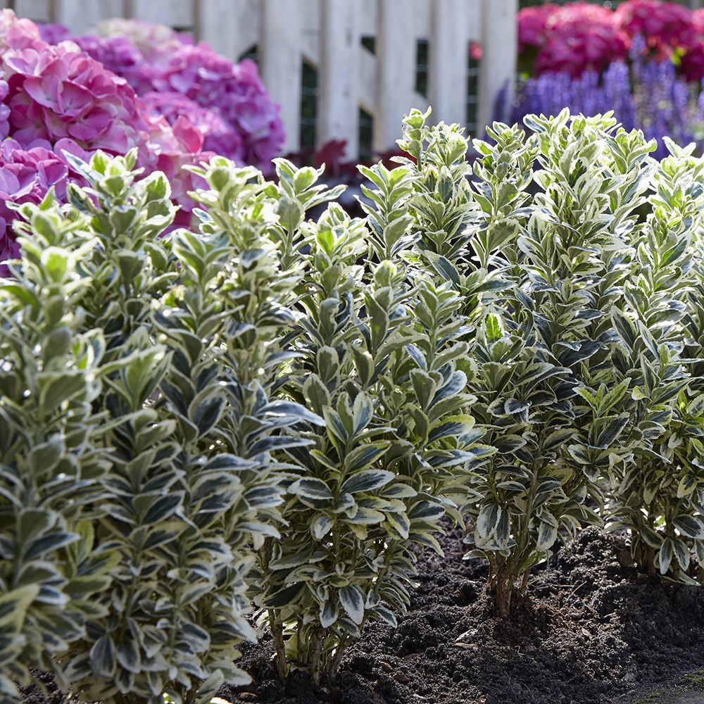 Euonymus japonicus White Spire | Japanese Euonymus 