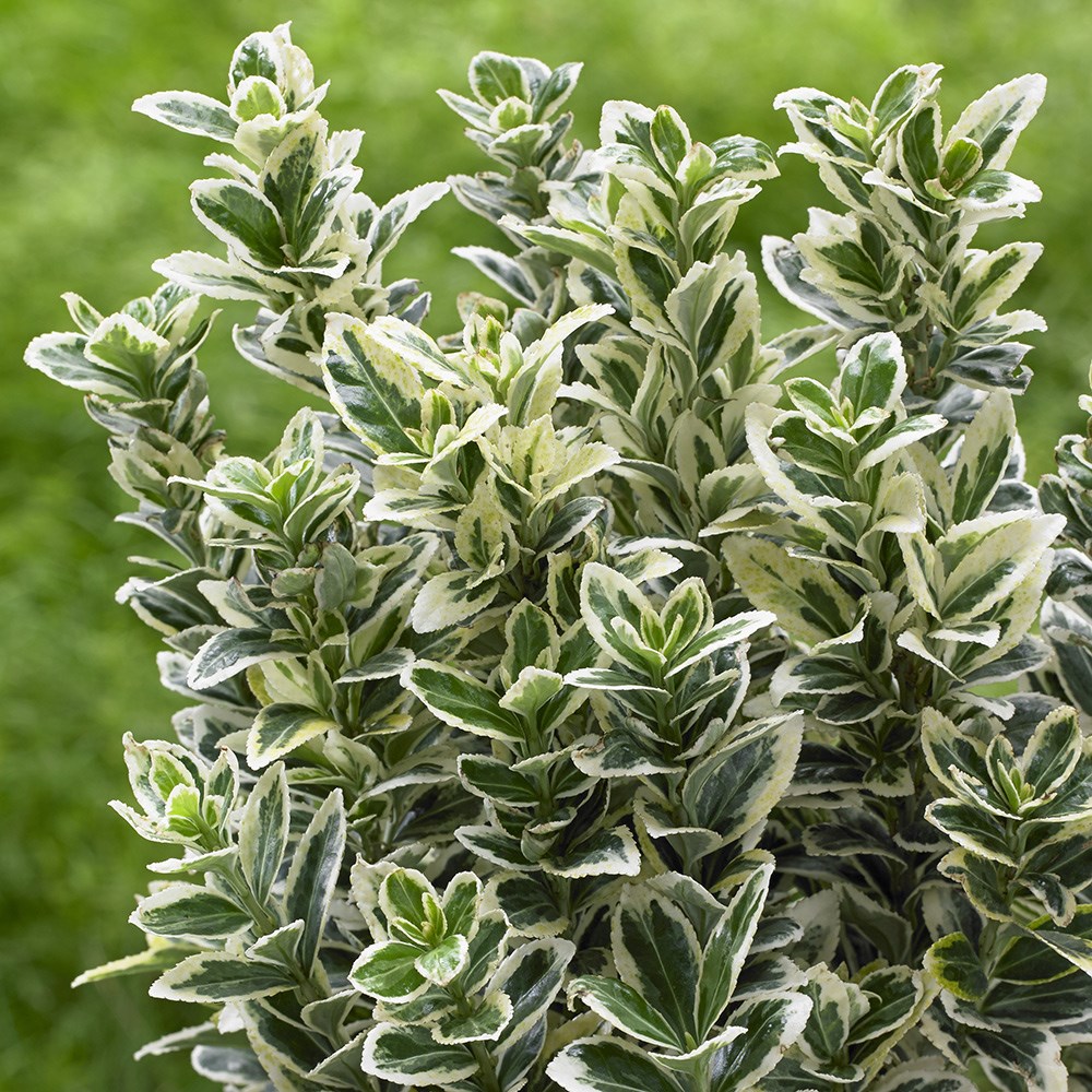 Euonymus japonicus White Spire | Japanese Euonymus 