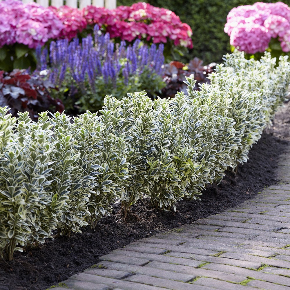 Euonymus japonicus White Spire | Japanese Euonymus 