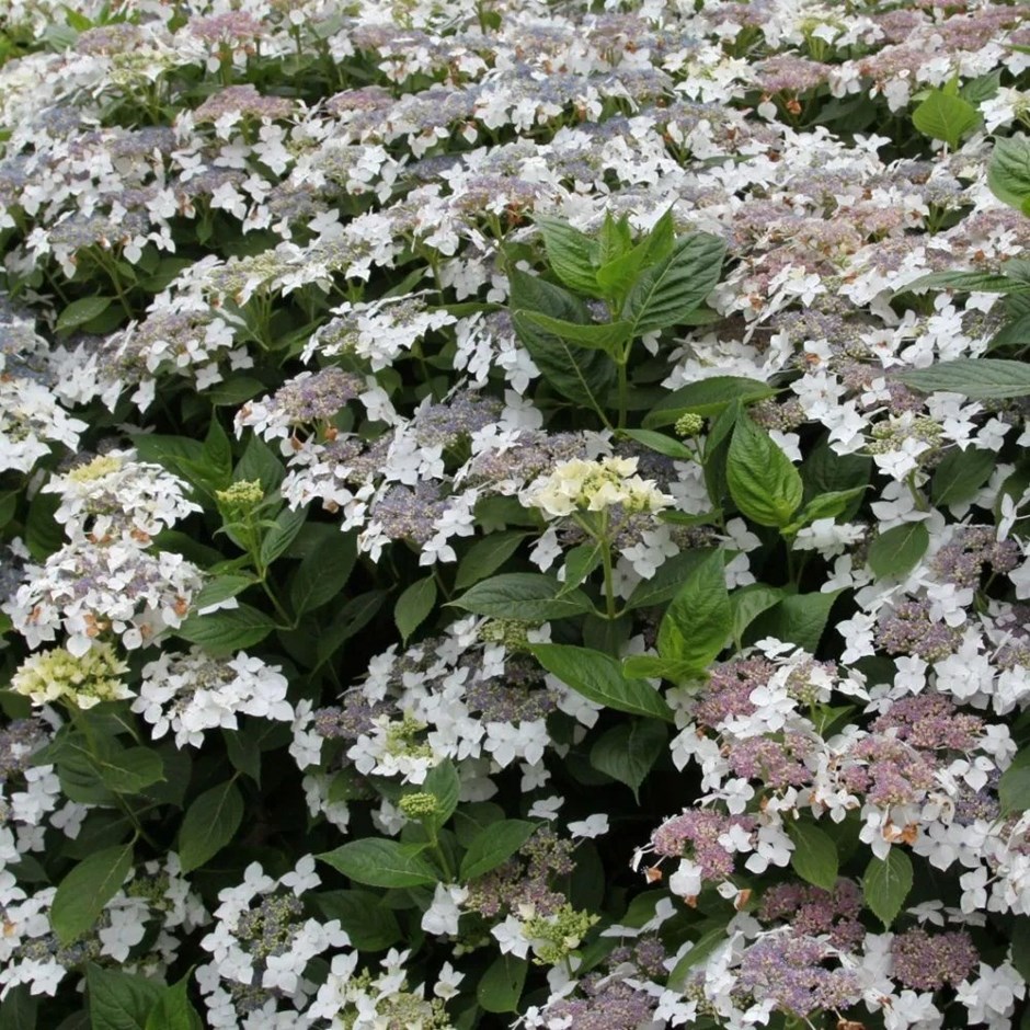 Hydrangea Macrophylla Lanarth White | Lacecap Hydrangea