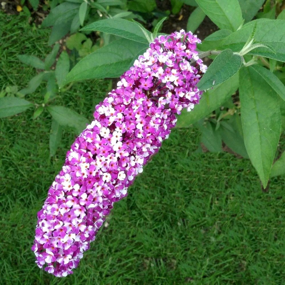 Buddleja Berries And Cream | Butterfly Bush