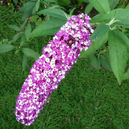 Buddleja 'Berries and Cream' ('Pmoore14') (PBR) | Butterfly Bush |