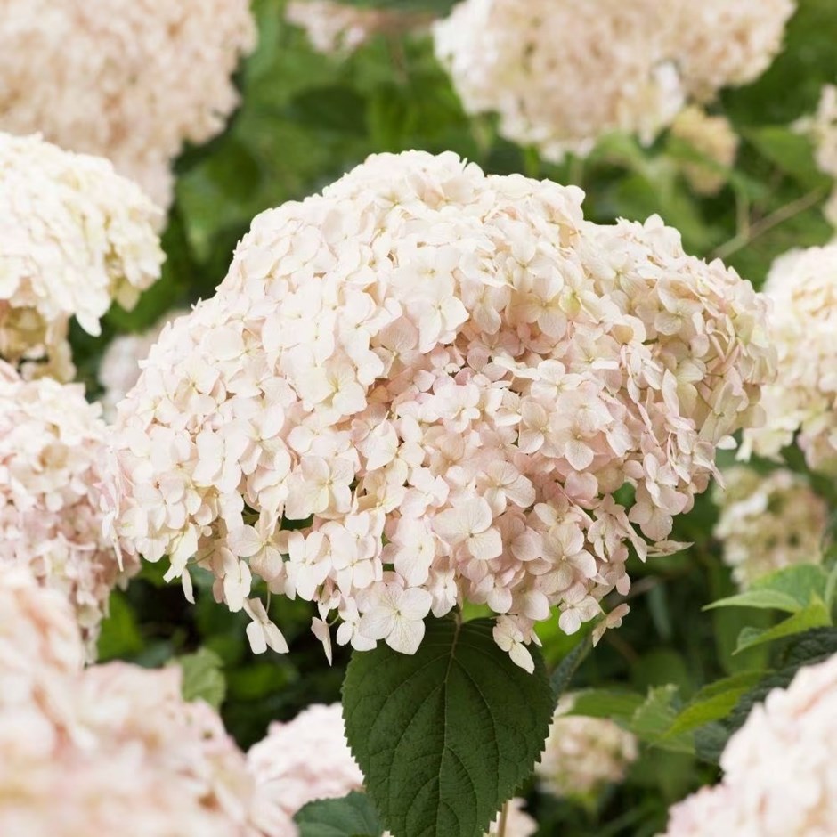 Hydrangea Arborescens Candybelle Marshmallow | Sevenbark Hydrangea