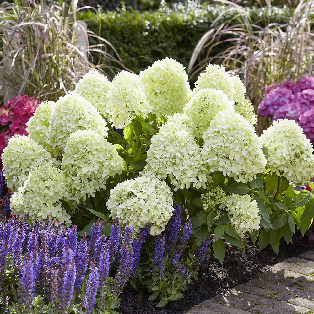 Hydrangea Paniculata Little Spooky