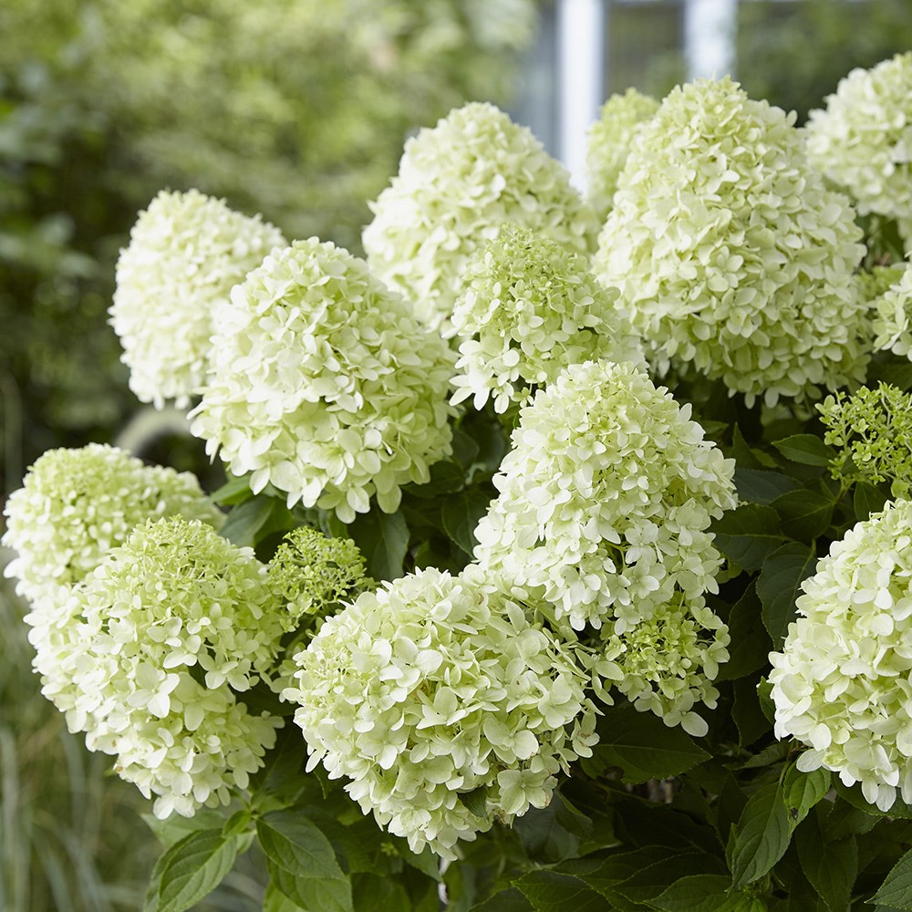 Hydrangea Paniculata Little Spooky