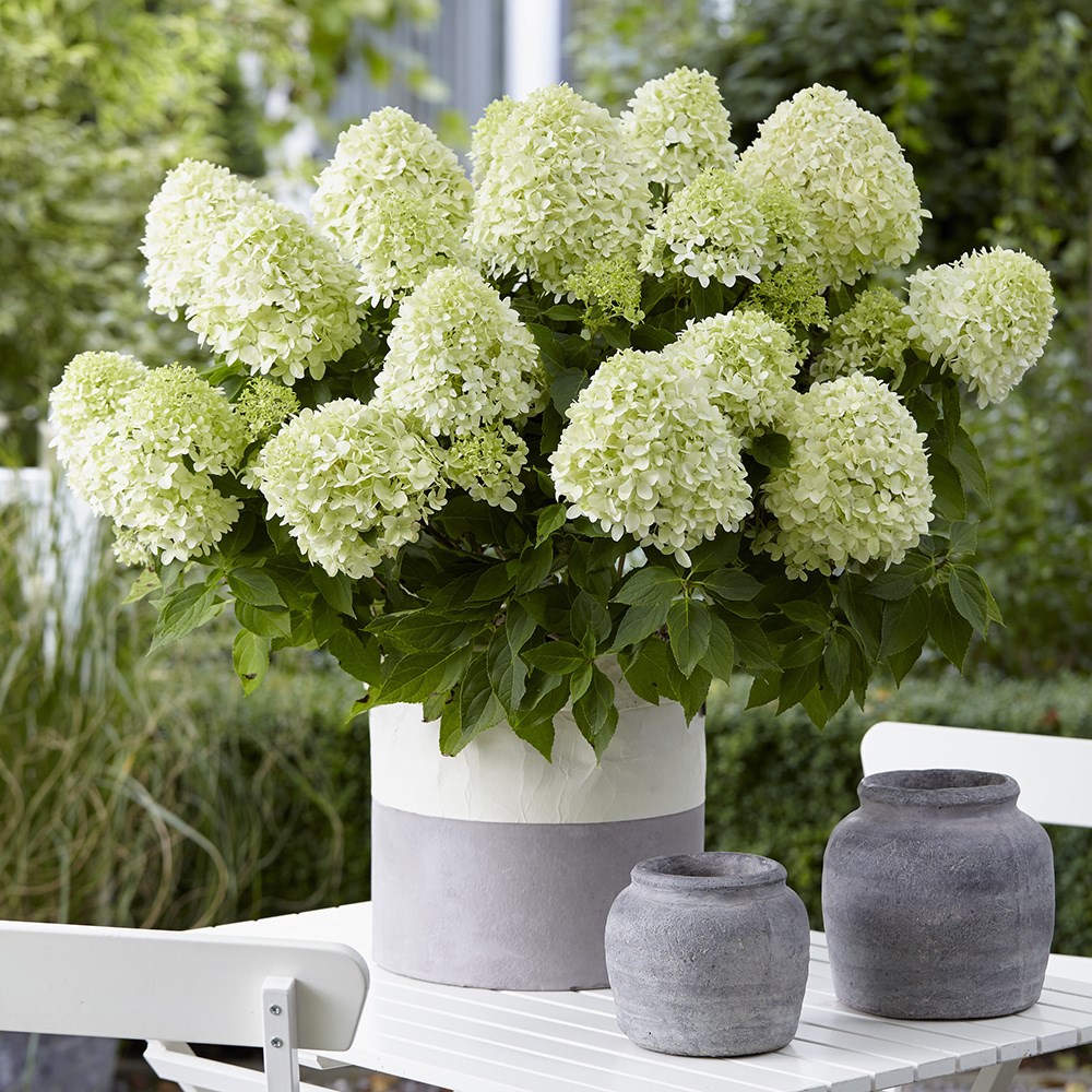 Hydrangea Paniculata Little Spooky