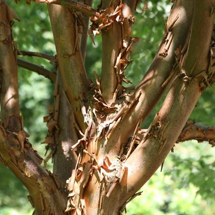 Acer griseum | Multi-stemmed Paperbark Maple | | 80 - 100cm tall