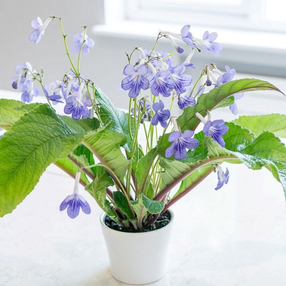 Streptocarpus Bethan | Cape Primrose