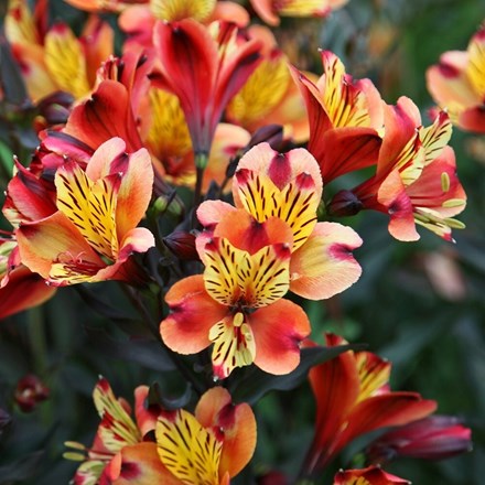 Alstroemeria Indian Summer | Peruvian Lily