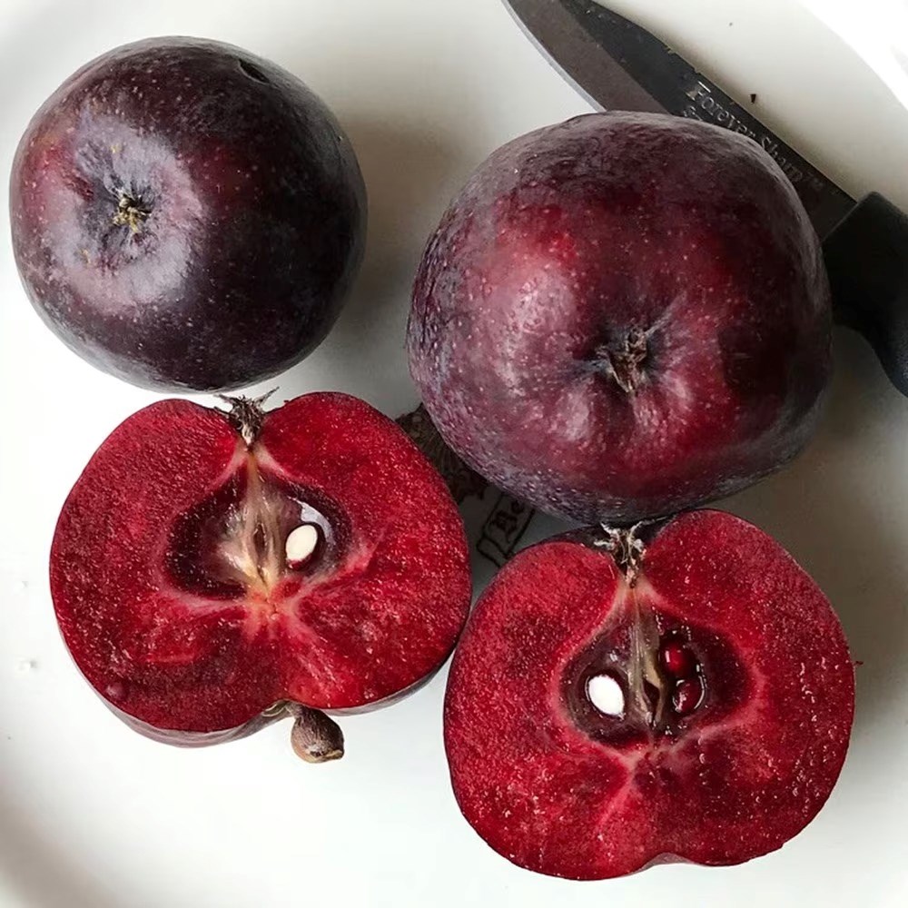 Malus Roberts Crab | Crab Apple