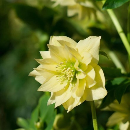 Helleborus Harvington Double Yellow | Lenten Rose Or Hellebore