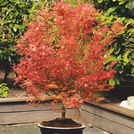 Acer palmatum 'Wilson's Pink Dwarf' | Japanese Maple |  | 40cm tall