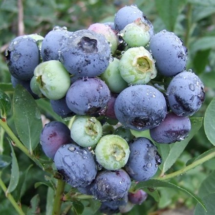 Blueberry Darrow | Late-Season Fruiting