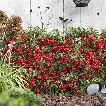 Pyracantha coccinea Red Star | Firethorn