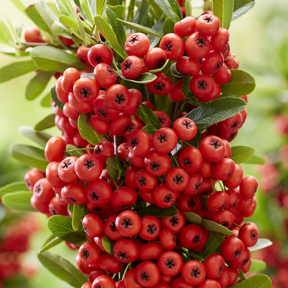 Pyracantha coccinea Red Star | Firethorn