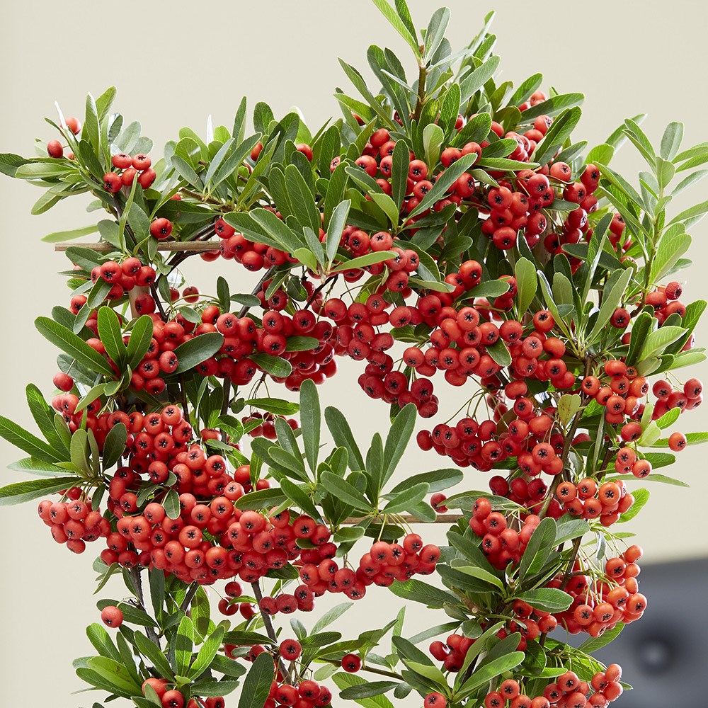 Pyracantha coccinea Red Star | Firethorn