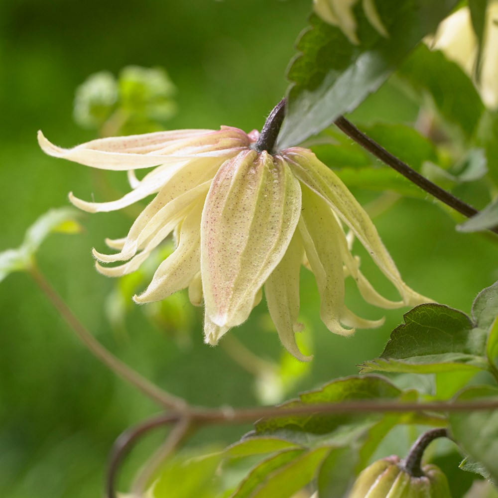 Clematis Koreana Amber