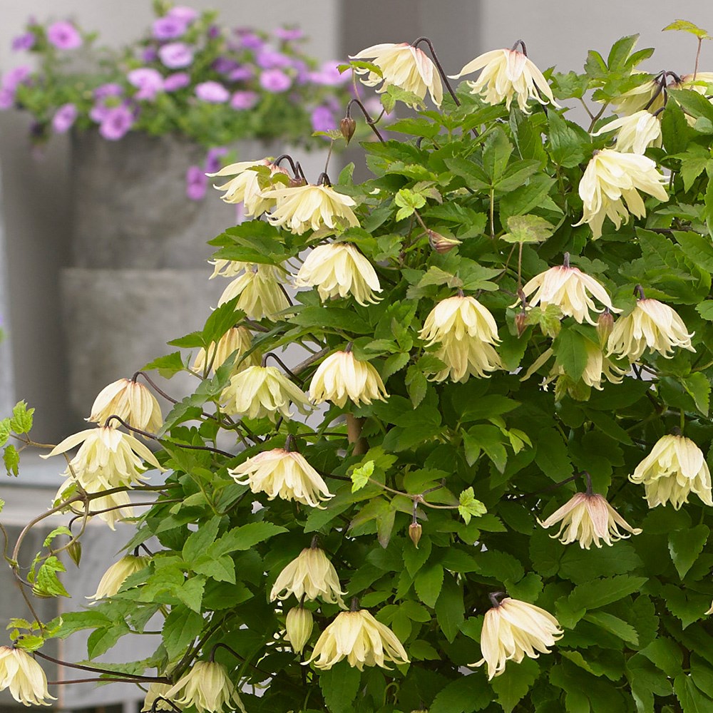 Clematis Koreana Amber