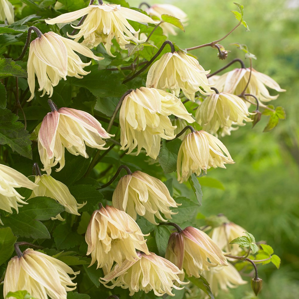 Clematis Koreana Amber