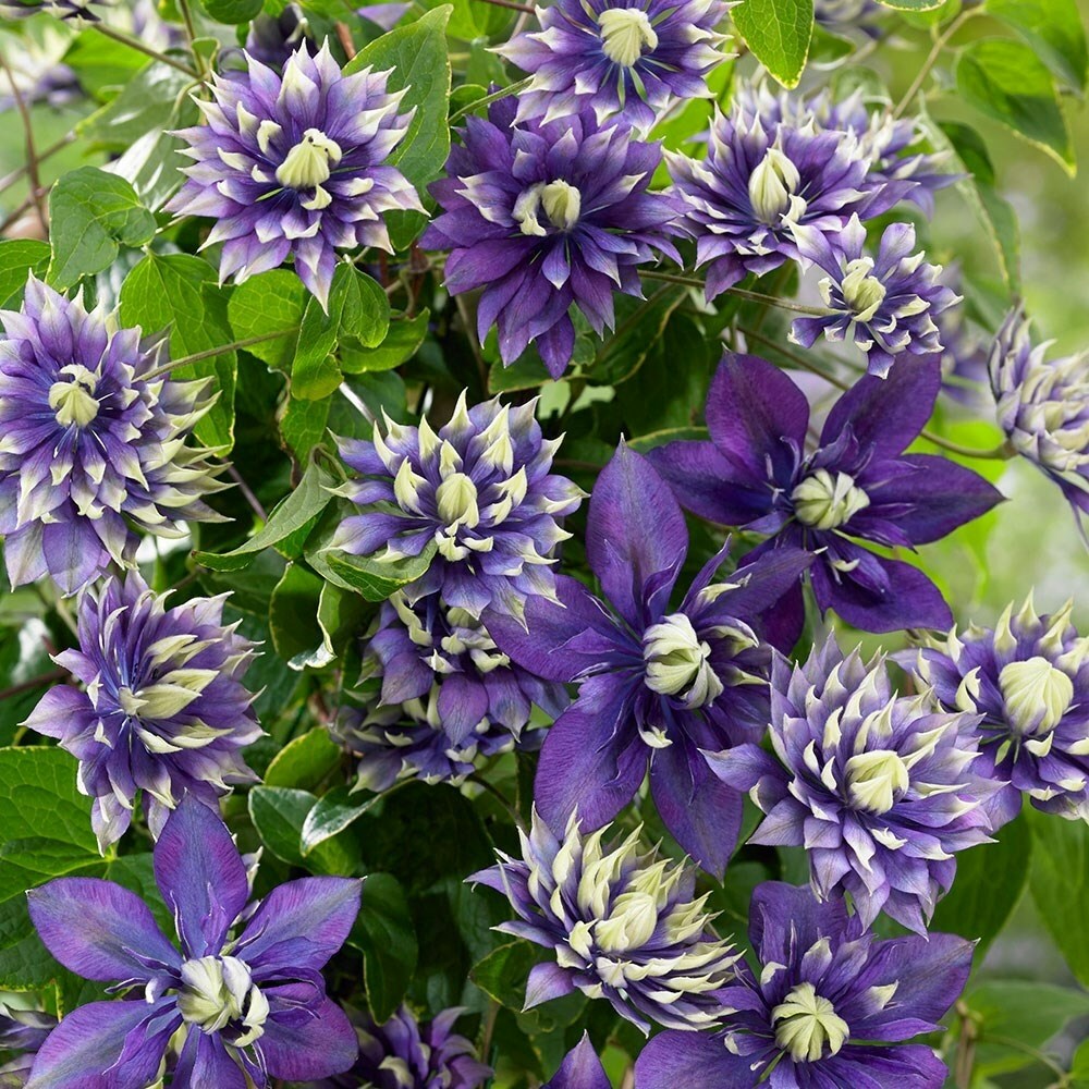 Clematis Taiga