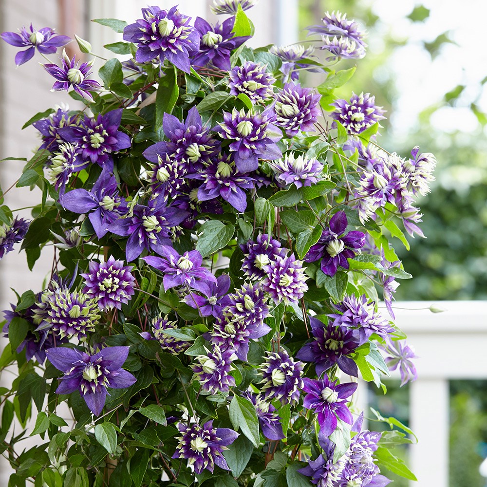 Clematis Taiga