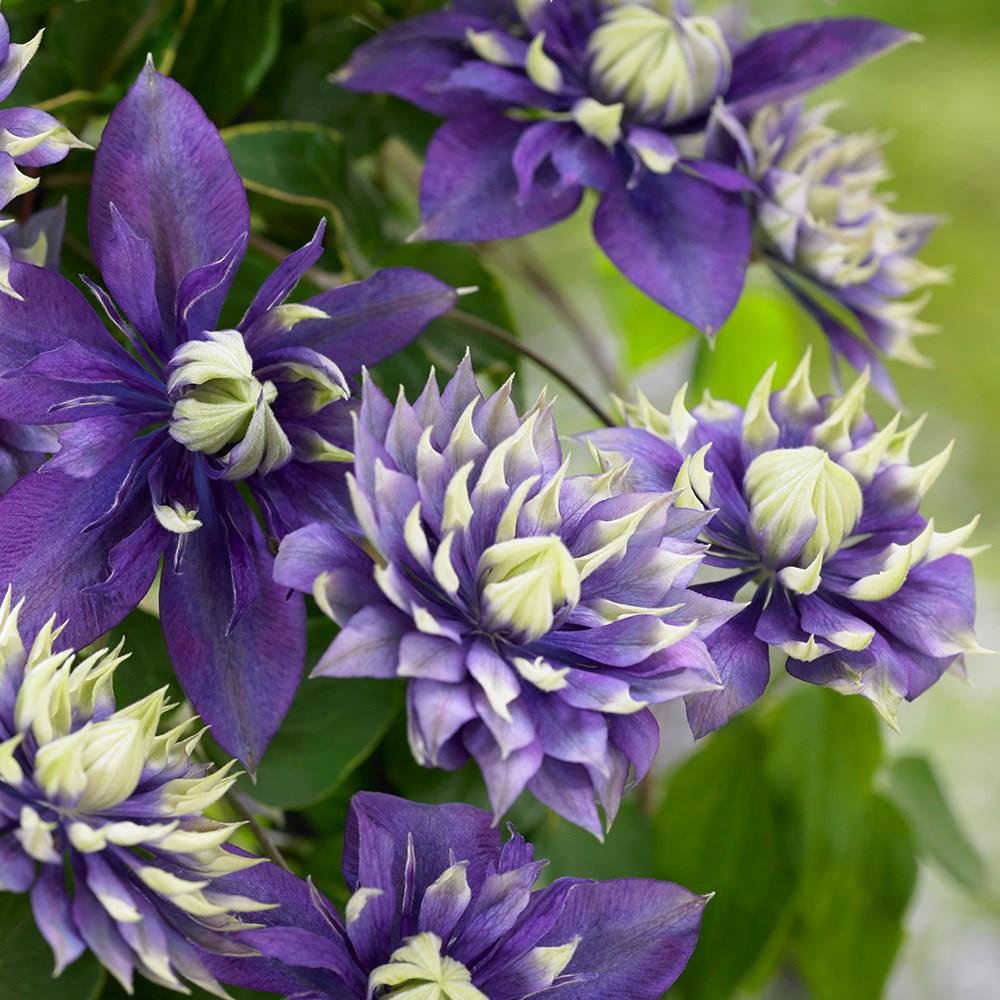 Clematis Taiga