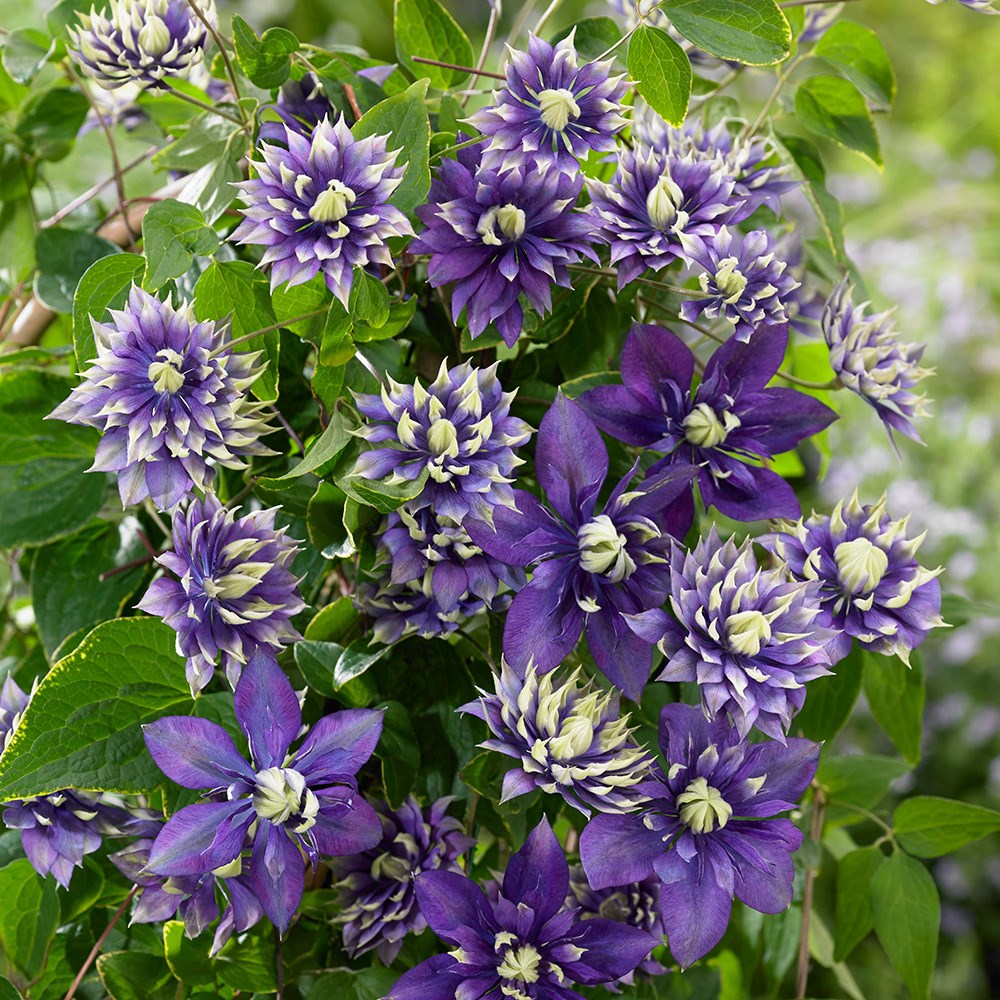 Clematis Taiga