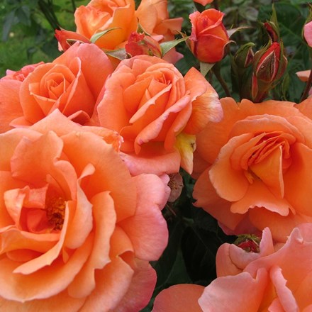 Rosa 'Scent from Heaven' Climbing Rose |