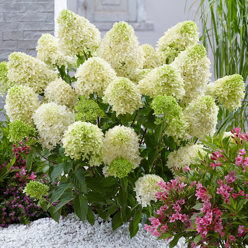 Hydrangea Paniculata Skyfall